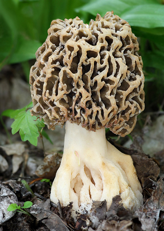 smrčok jedlý Morchella esculenta (L.) Pers.