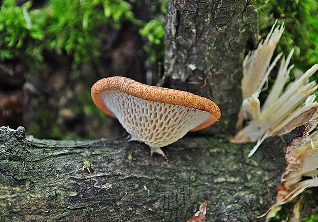 trúdnik veľkopórový Neofavolus alveolaris (DC.) Sotome & T. Hatt.