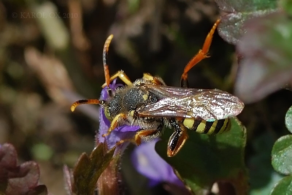 . Nomada cf. fucata