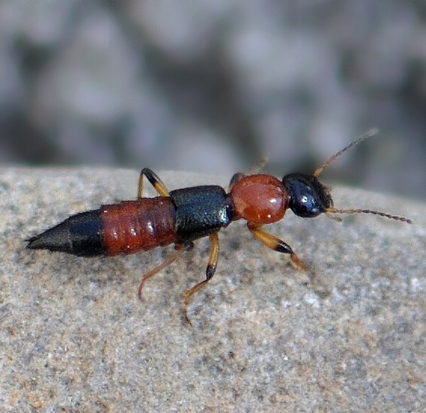 drobčík Paederus littoralis