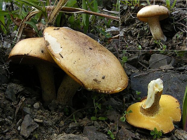 masliak zrnitý Suillus granulatus (L.) Roussel