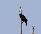 trupial cervenokridly"Red-winged Blackbird"