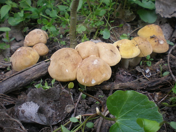 čírovnica májová Calocybe gambosa (Fr.) Donk