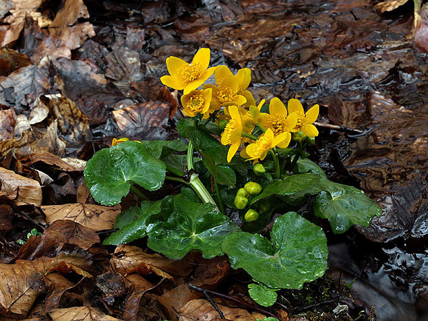 záružlie močiarne Caltha palustris L.