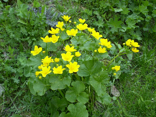 záružlie močiarne Caltha palustris L.