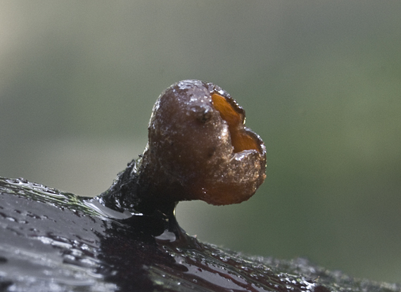 jahňadka hrdzavá Ciboria rufofusca (O. Weberb.) Sacc.