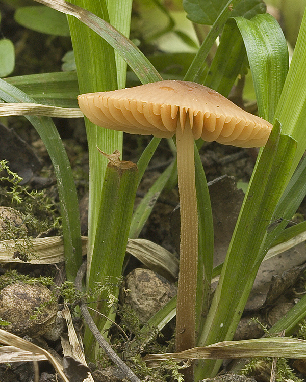 plamienka zimná Conocybe velutipes (syn. C. kuehneriana). (Curtis) Singer (1951)