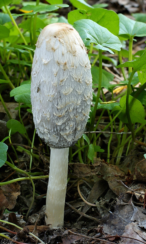 hnojník obyčajný Coprinus comatus (O.F. Müll.) Pers.