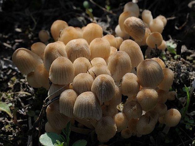 hnojníky Coprinus sp.