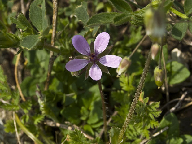 bociannik rozpukovitý Erodium cicutarium (L.) L