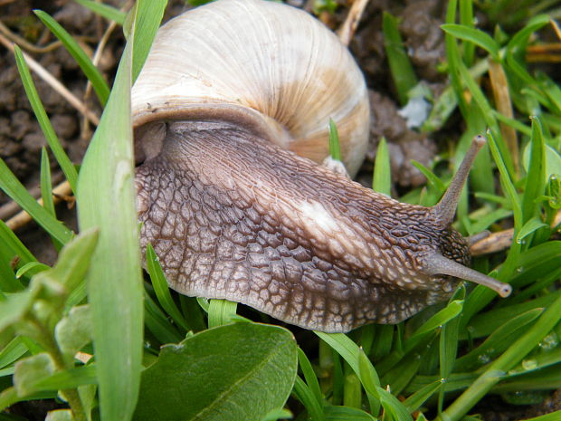 slimák záhradný Helix pomatia