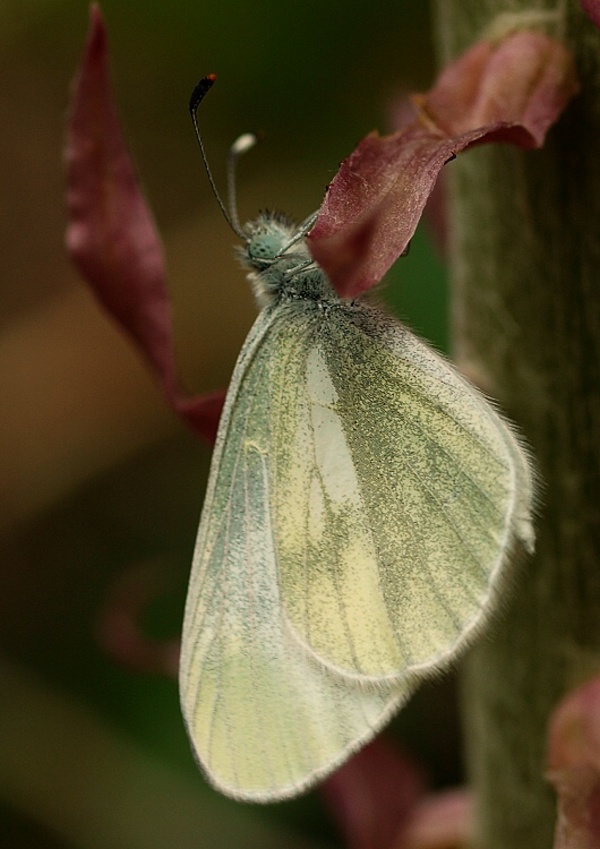 mlynárik  Leptidea sp.