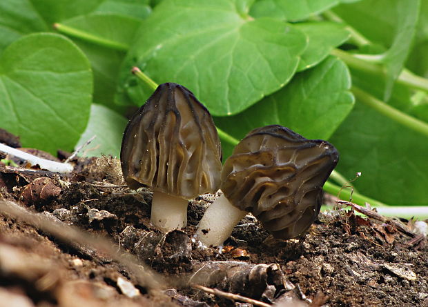 smrčok hybridný Morchella semilibera DC.