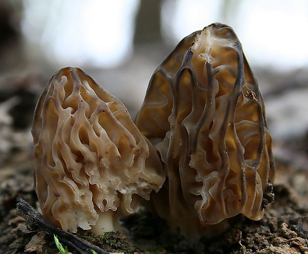 smrčok hybridný Morchella semilibera DC.