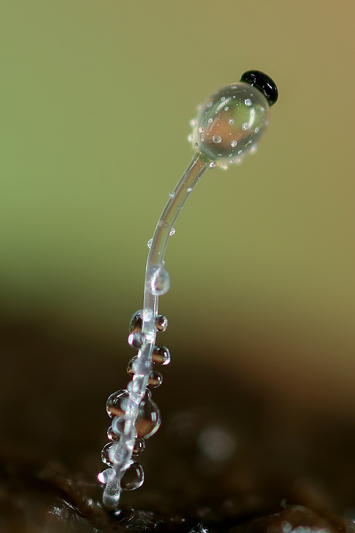 mrštec jagavý Pilobolus crystallinus (F.H. Wigg.) Tode