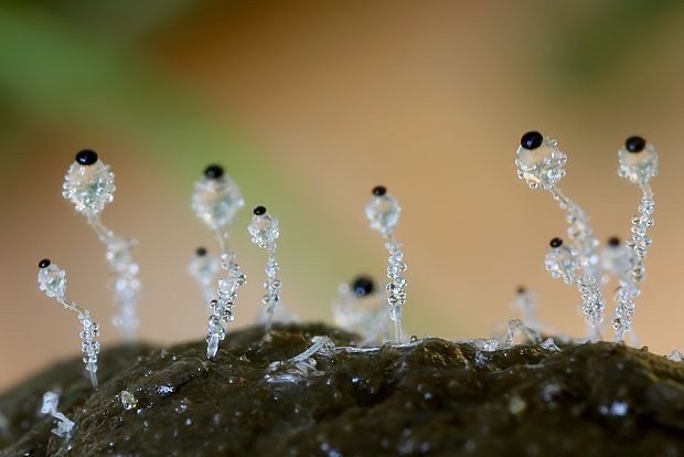 mrštec jagavý Pilobolus crystallinus (F.H. Wigg.) Tode