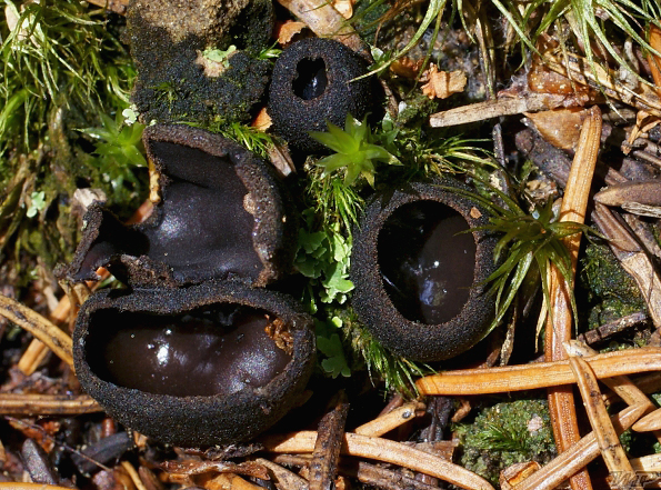 misôčka černastá Pseudoplectania nigrella (Pers.) Fuckel