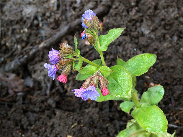 pľúcnik tmavý Pulmonaria obscura Dumort.