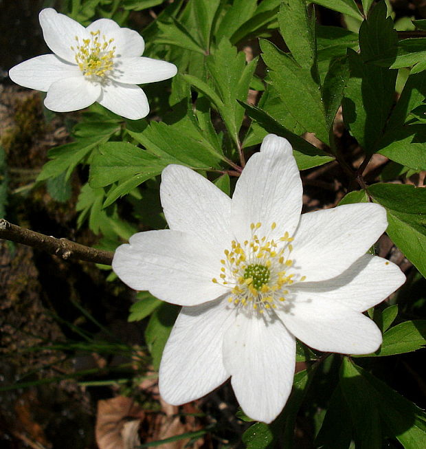 veternica hájna Anemone nemorosa L.