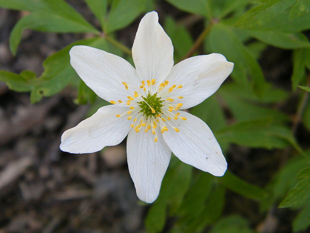 veternica hájna Anemone nemorosa L.