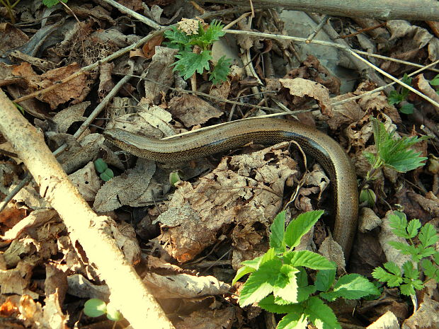 slepúch lámavý Anguis fragilis