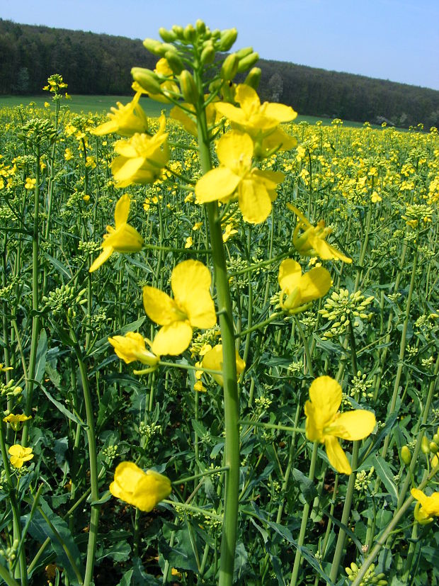 kapusta repková Brassica napus L.