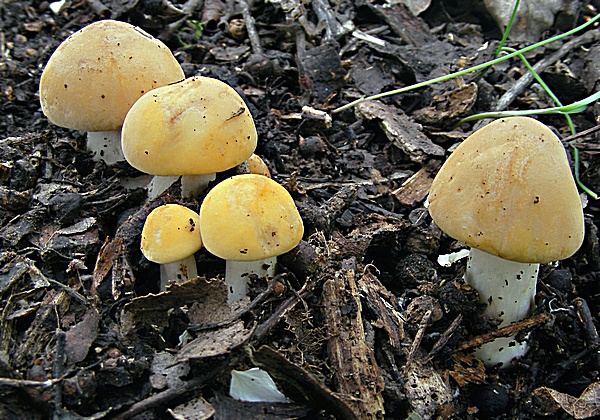 čírovnica májová Calocybe gambosa (Fr.) Donk