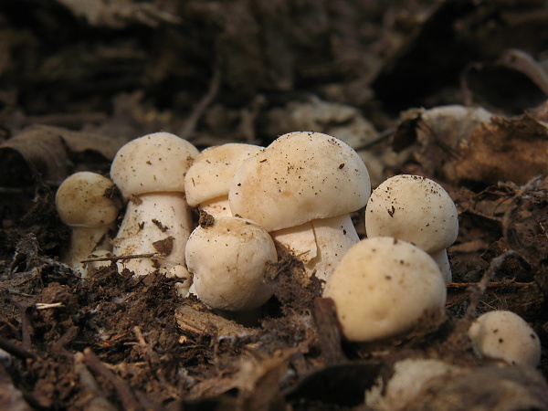 čírovnica májová Calocybe gambosa (Fr.) Donk