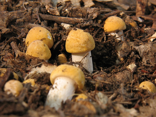 čírovnica májová Calocybe gambosa (Fr.) Donk