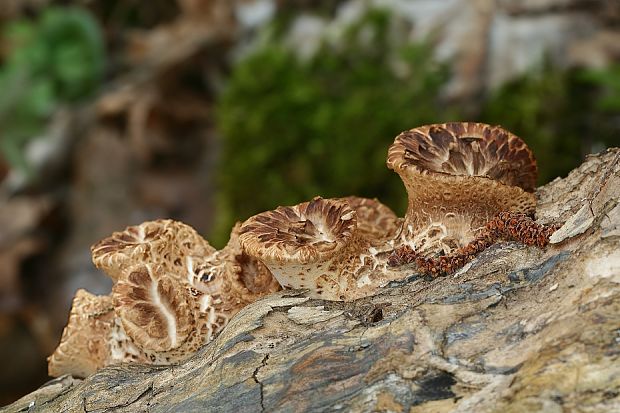 trúdnik šupinatý Cerioporus squamosus (Huds.) Quél.