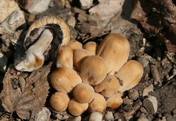 hnojník klamný Coprinus saccharinus Romagn.