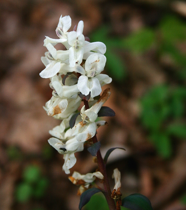 dymnivka dutá  Corydalis cava (L.) Schweigg. et Körte