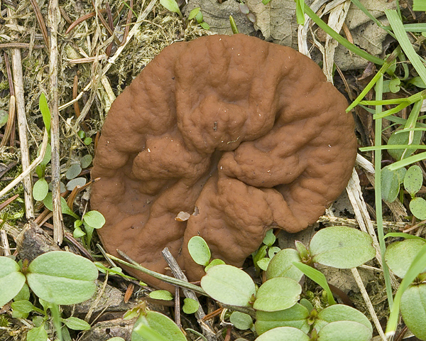 discinka hnedá Discina ancilis (Pers.) Sacc.