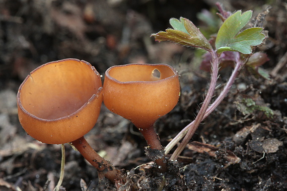 hľuznatka veternicová Dumontinia tuberosa (Bull.) L.M. Kohn