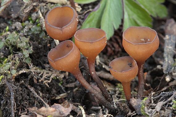 hľuznatka veternicová Dumontinia tuberosa (Bull.) L.M. Kohn