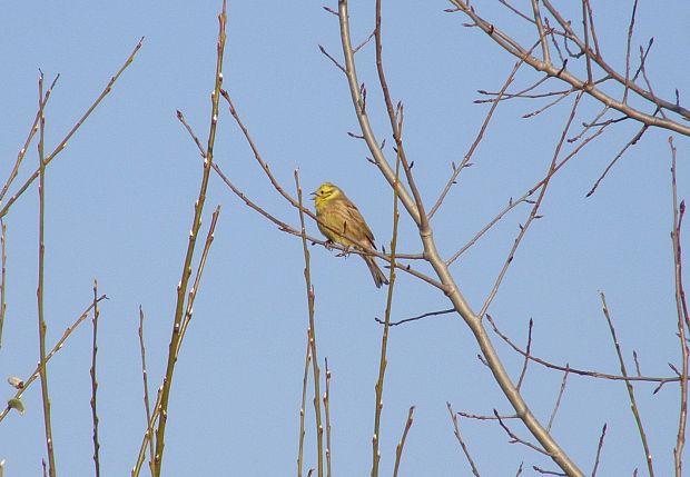 strnádka žltá Emberiza citrinella