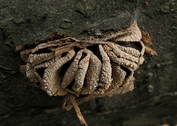 dutinovka otrubnatá Encoelia furfuracea (Roth) P. Karst.