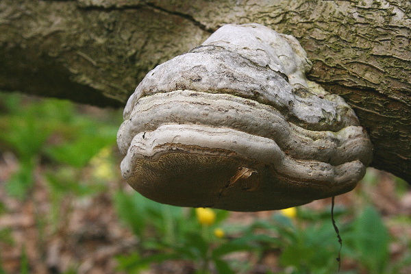 troudnatec kopytovitý Fomes fomentarius (L.) J.J. Kickx