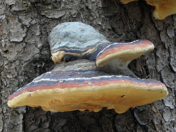 práchnovček pásikavý Fomitopsis pinicola (Sw.) P. Karst.