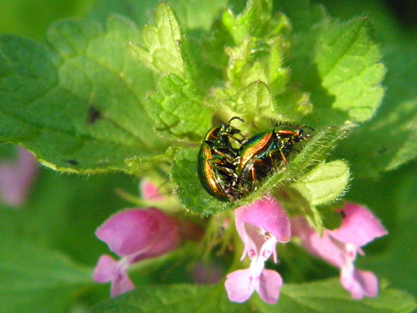 liskavka  Gastrophysa viridula