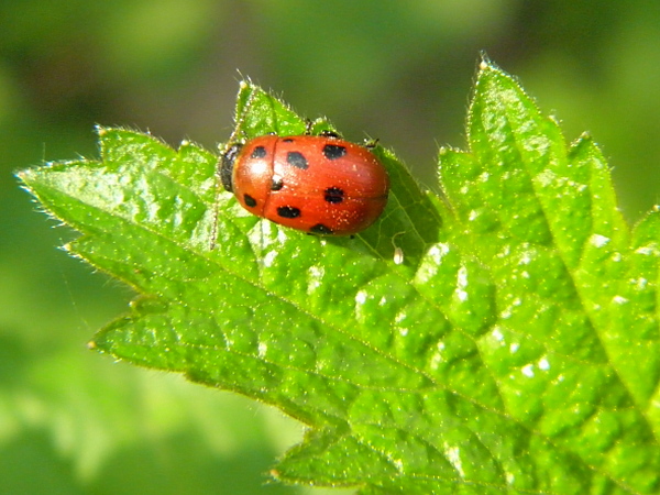 liskavka Gonioctena fornicata