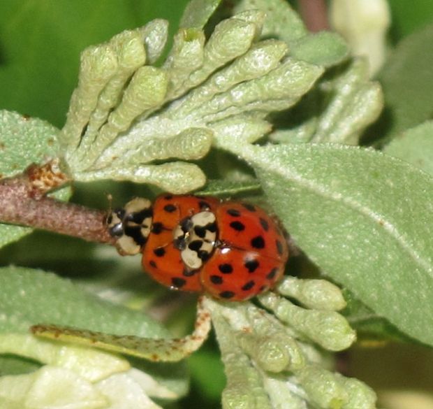 invazna lienka Harmonia axyridis