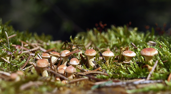 strapcovka Hypholoma sp.