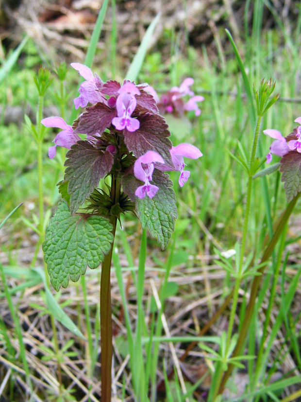 hluchavka purpurová Lamium purpureum L.