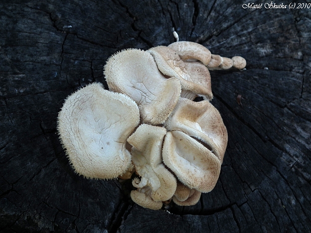 húževnatec Lentinus sp.