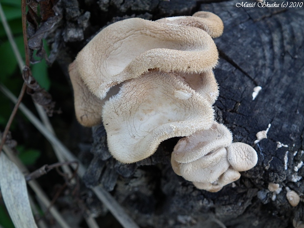 húževnatec Lentinus sp.