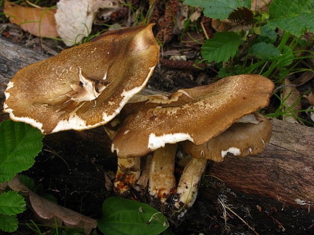 trúdnik strapkatý Lentinus substrictus (Bolton) Zmitr. & Kovalenko