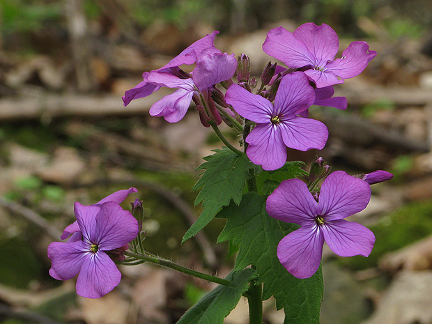 mesačnica ročná Lunaria annua L.