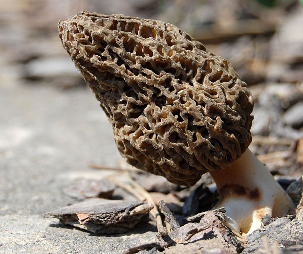 smrž vysoký Morchella elata Fr.