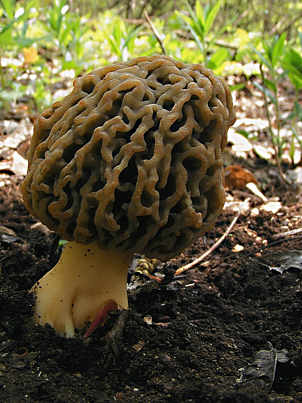 smrčok jedlý Morchella esculenta (L.) Pers.